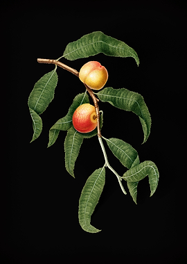 Vintage Peach Fruit Poster