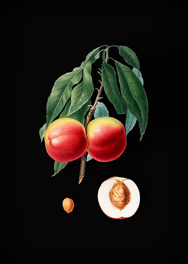Vintage Peach Fruit Poster