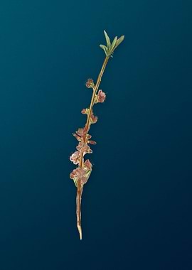 Vintage Peach Fruit Flower