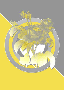 Illuminating Roses Flowers