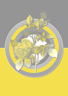 Gray and Yellow Rose Flora