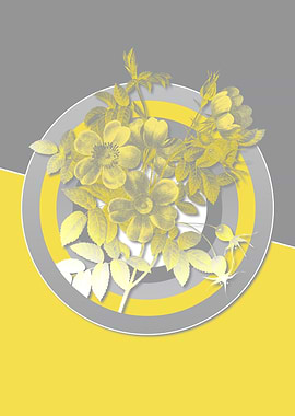 Gray and Yellow Roses