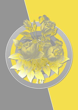 Gray and Yellow Rose Flora