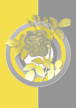 Illuminating Rose Flower