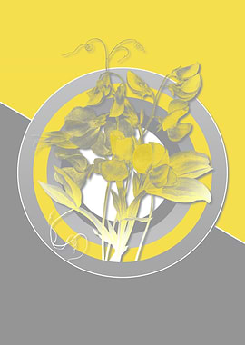 Ultimate Gray Sweet Pea