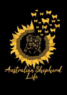 Funny Australian Shepherd