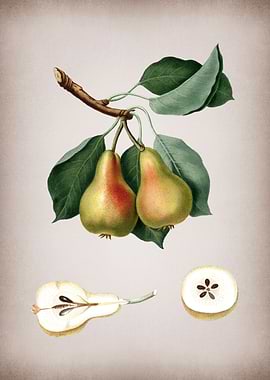 Pear Fruit Illustration