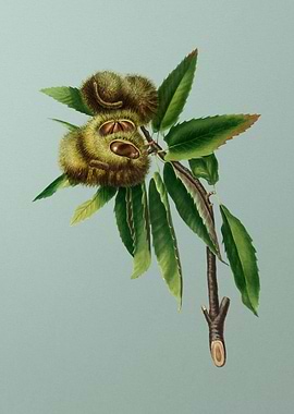 Vintage Chestnut Painting