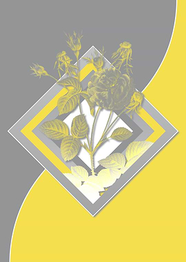 Illuminating Roses in Gray