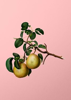 Vintage Pear Fruit on Pink