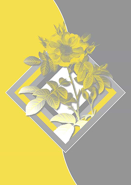 Illuminating Roses in Gray