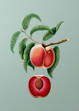 Vintage Carrot Peach Fruit