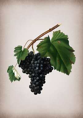 Grape Drawing on Parchment