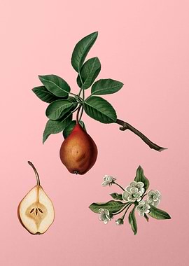 Vintage Pear Fruit on Pink