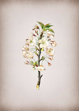 Pear Flower Illustration