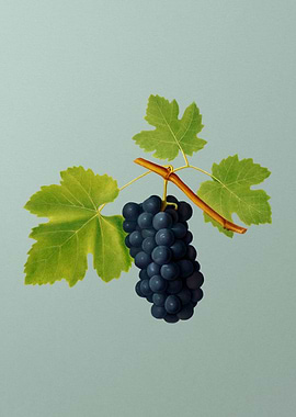 Vintage Grape Painting