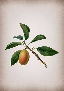 Plum Painting on Parchment