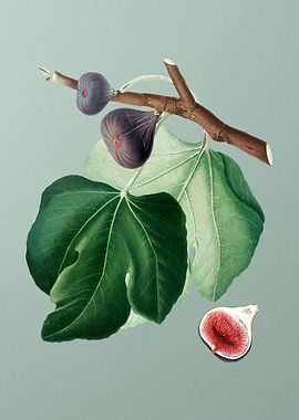 Vintage Black Fig Fruit