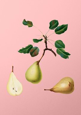 Vintage Pear Fruit on Pink