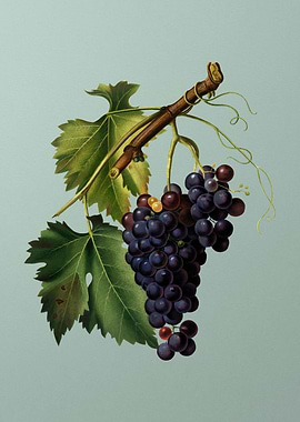 Vintage Black Grape Fruit