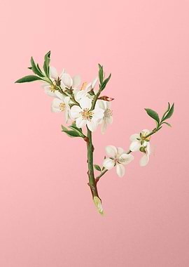 Almond Flower on Pink