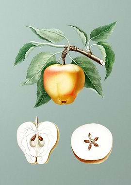 Vintage Carla Apple Fruit