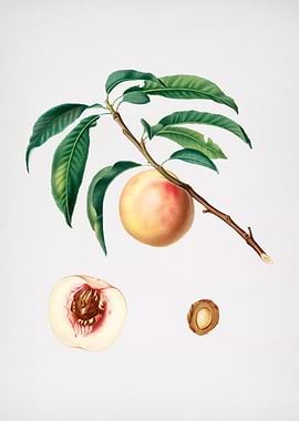Vintage Peach Painting