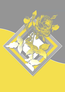 Illuminating Roses in Gray