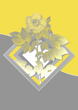 Retro Gray and Yellow Rose