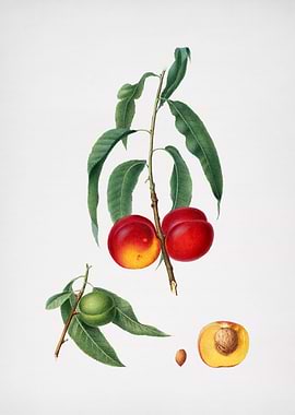 Vintage Walnut Painting