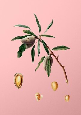 Vintage Almond on Pink