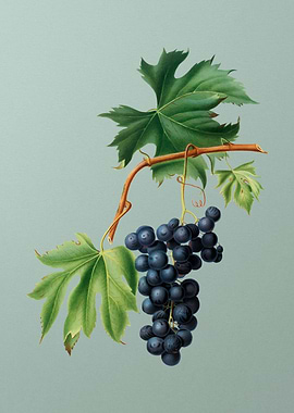 Vintage Brachetto Grapes
