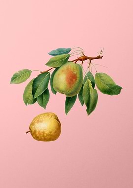 Vintage Pear Fruit on Pink