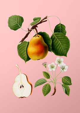 Vintage Pear Fruit on Pink