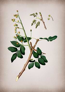 Art Pistachio Illustration