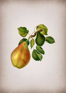 Pear Fruit Illustration