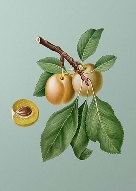 Vintage Prune Painting