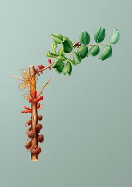 Vintage Carob Flower Fruit