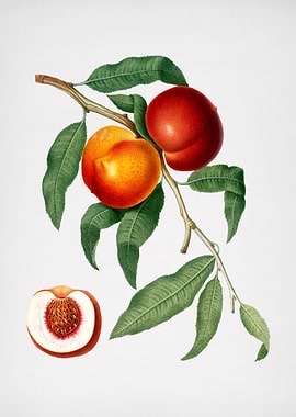 Vintage Walnut Painting