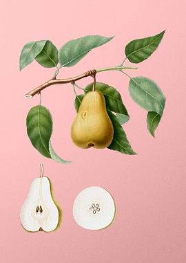 Vintage Pear Fruit on Pink