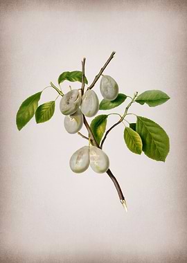 Plum Fruit Illustration