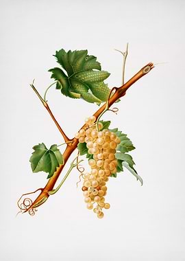 Vintage Grapes Painting