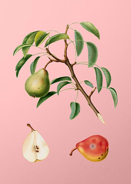Vintage Pear Fruit on Pink