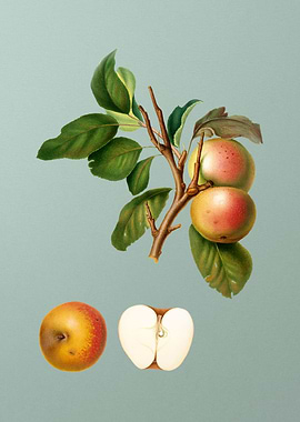 Vintage Apple Painting