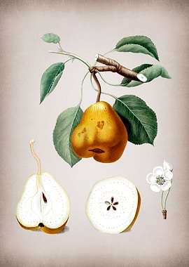 Pear Fruit Illustration
