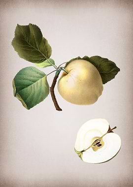 Apple Drawn on Parchment