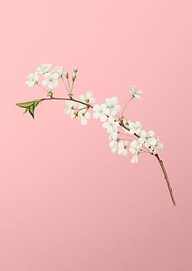 Cherry Flower on Rose Pink