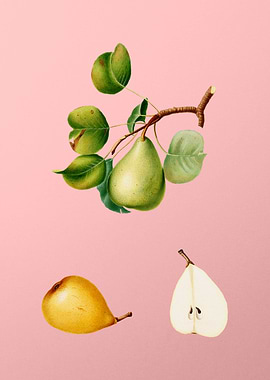 Vintage Pear Fruit on Pink