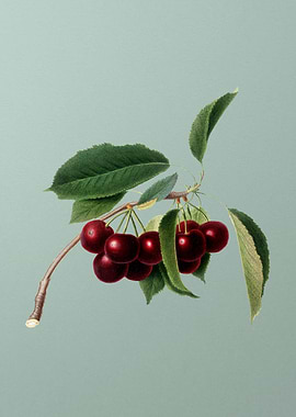 Vintage Cherry Fruit