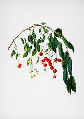 Vintage Cherries Painting